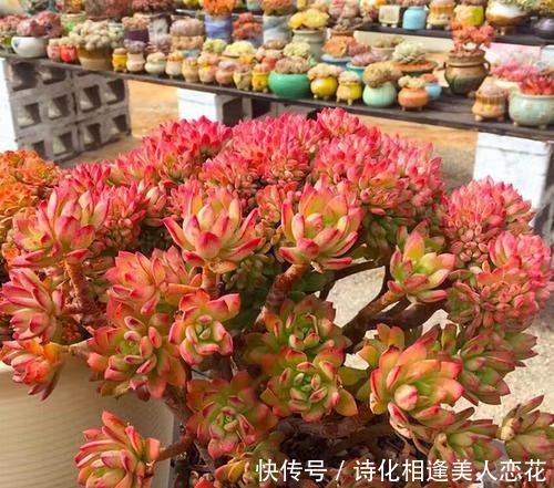 多肉孤零零的一个头3个小方法,瞬间大爆头,群生刹不住