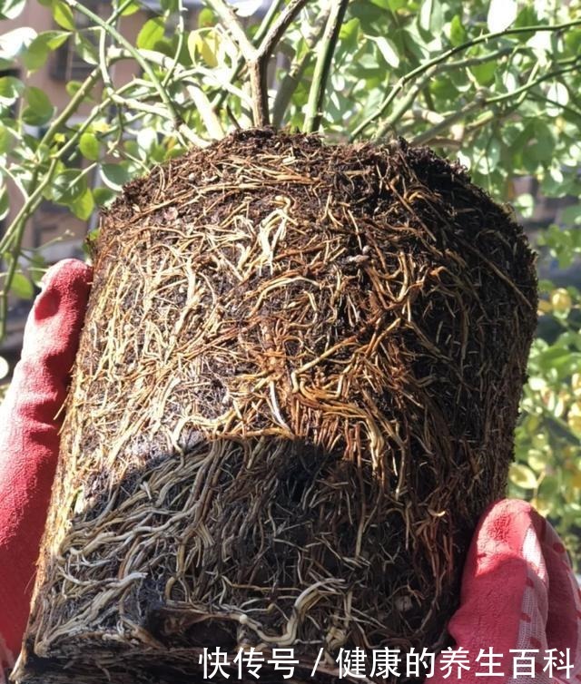 买的花总不活,秘密全在花盆里,搬起来看看才知道!