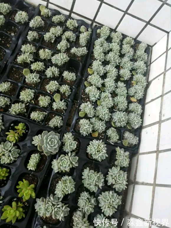 光照|办公室种多肉从没活过，种上如下几种分分钟爆盆，懒人大爱