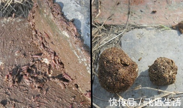 冬钓大鲫鱼，蚯蚓饵料的升级用法，鱼咬钩更猛，万能钓饵不是盖的