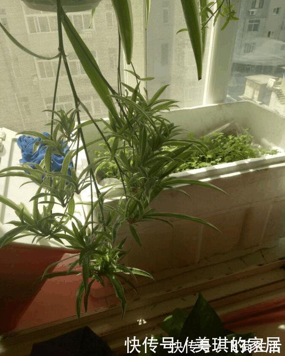 吊兰|这种植物有水就能活，用1招，分分钟爆盆