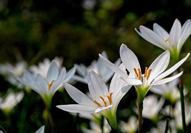 开花|葱兰怎么养才能开花更多?剪一剪,一下开出几十朵花