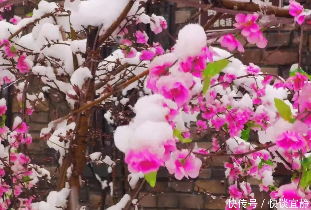 中年|难得一见的春日雪景,美到心醉!