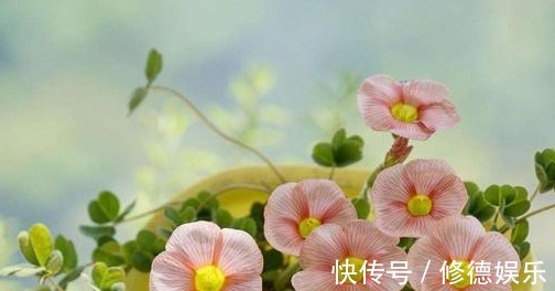 四季海棠|养花是一种生活乐趣，5种易开花的花卉，一年四季花开不断！