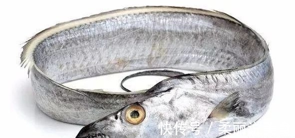 买带鱼有诀窍牢记“挑带鱼8字口诀”,学会了买带鱼不踩坑