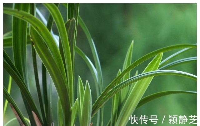 解热镇痛药|过期的药片别扔了,比花肥还管用,花草“吃”了猛长猛开花