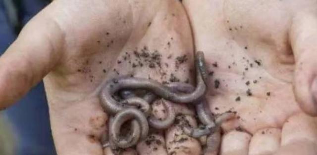 钓点处“冒泡”，就是不见有鱼吃钩？按我说的做，每次扬竿都有鱼