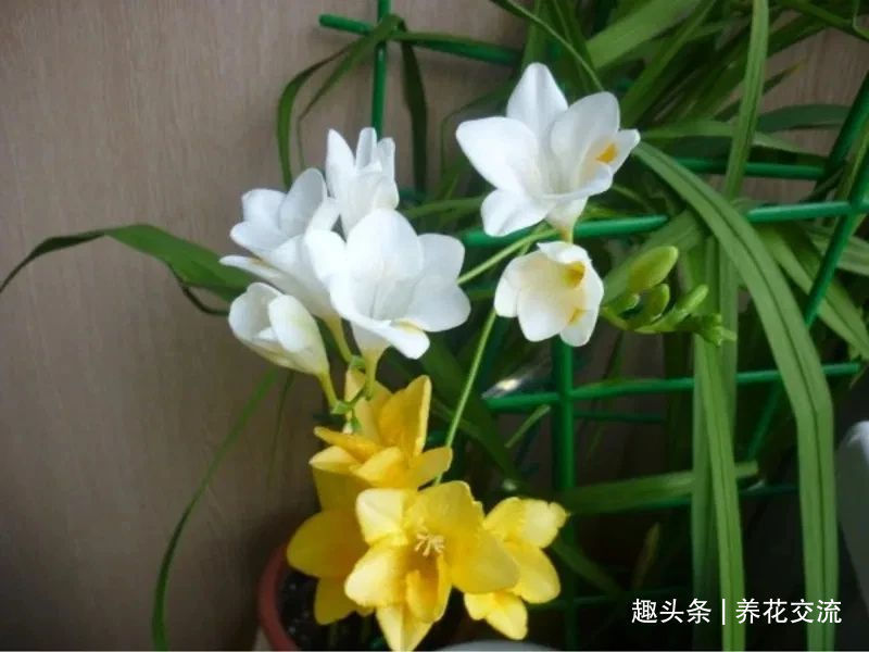 叶子|秋天买些香雪兰的种球,种盆里冬季就开花,来年夏天收获大盆子球