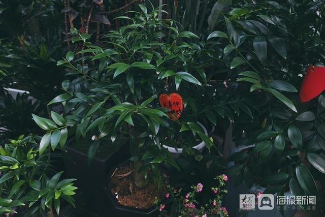年宵花市场开始备货蝴蝶兰仙客来20-50元盆受市民青睐