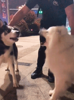 |搞笑GIF:高手往往都败在意想不到