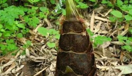 菠菜|痔疮频繁发作？不用愁！每天吃点此物，消炎去肿，赶走老痔疮