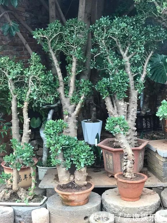 金枝玉叶|7种“富贵花”能活一百年,越养越值钱,家里的“摇钱树”