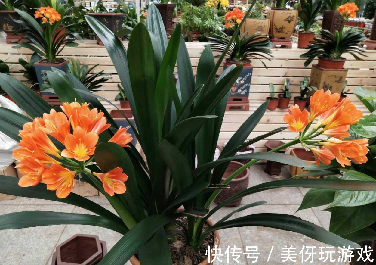 七种“富贵花”,适合冬天养,寓意吉祥又大气,关键还喜庆