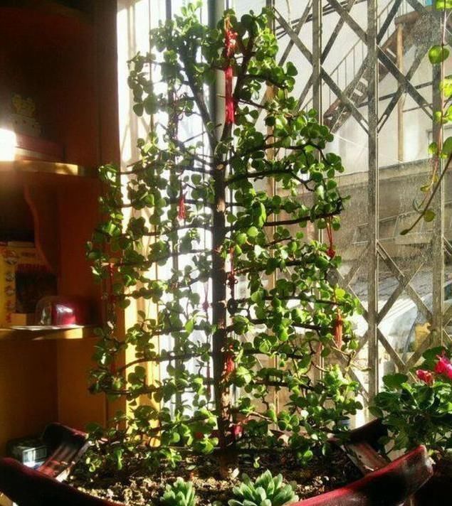 养马齿苋树|马齿苋树太廉价一根枝条,一碗汤,长成老桩,变“万元盆景”