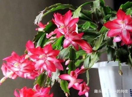 冬季家养蟹爪兰总是难开花做好这几个细节,轻松花开爆满盆