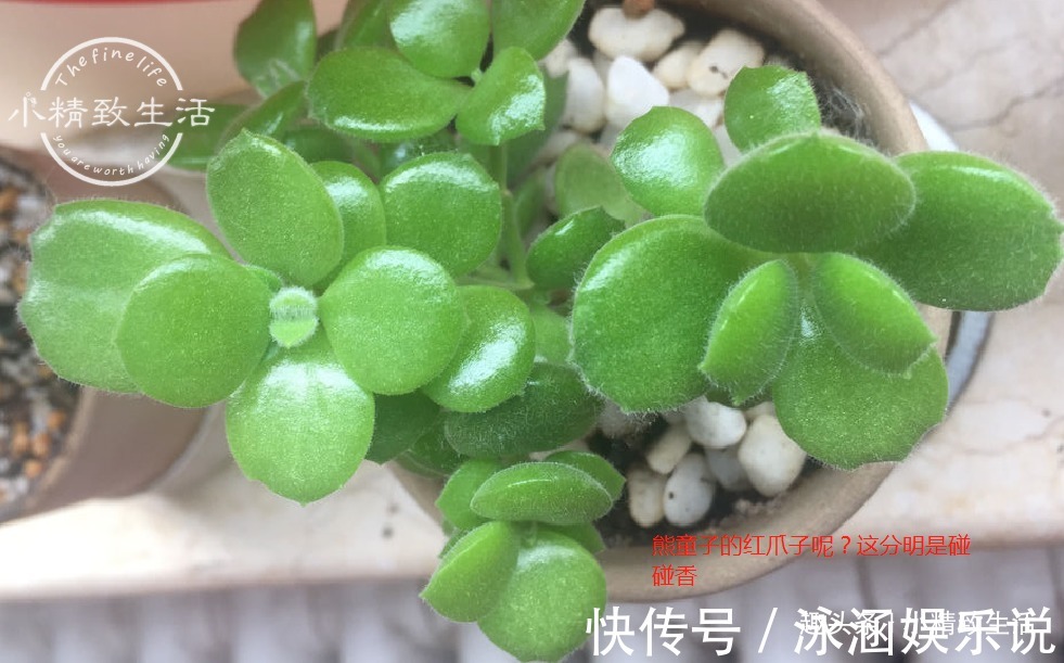 熊童子|夏天火祭变乱草,熊童子成碰碰香别着急,秋天3招美回来