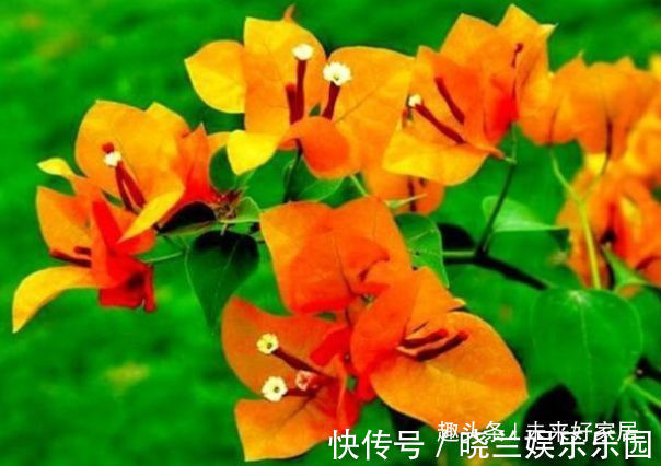 喜欢三角梅,就试试“开花机器”柠檬黄三角梅,花开金灿灿好养活