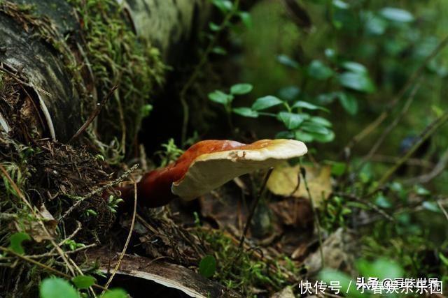 印临长生是什么意思