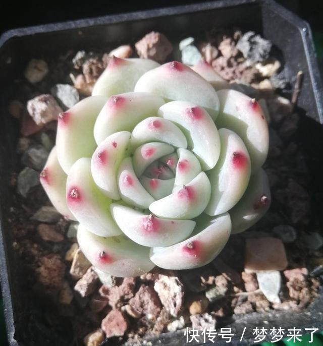 爱多|爱多肉,爱生活,心情自然好