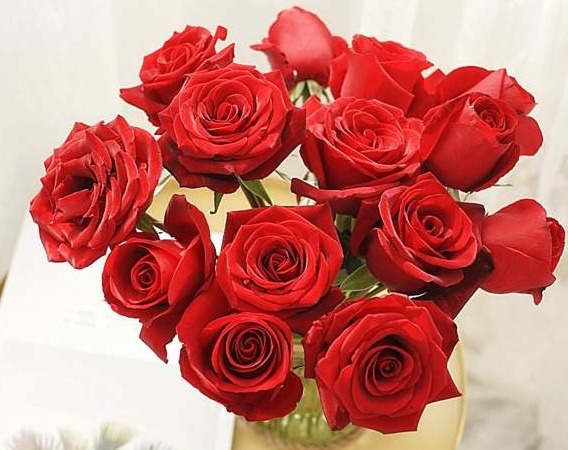 喜欢菊花,那就养“珍品玫瑰”卡罗拉,色泽艳丽,花团锦簇!