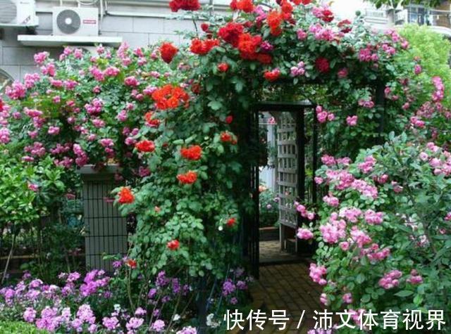 栽种|有院子别空着,栽上3类爬藤花,美成大花海
