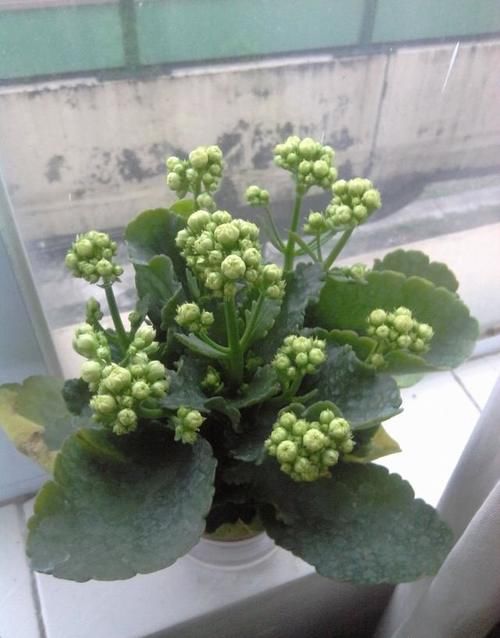 长寿花应该怎么修剪？