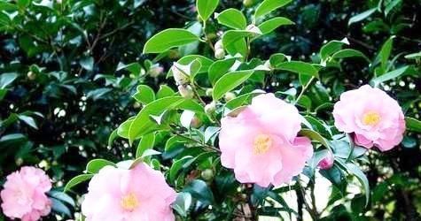 土壤|茶花有“三怕”，避开不烂根黄叶，“野劲”足冒新芽，砰砰爆出花