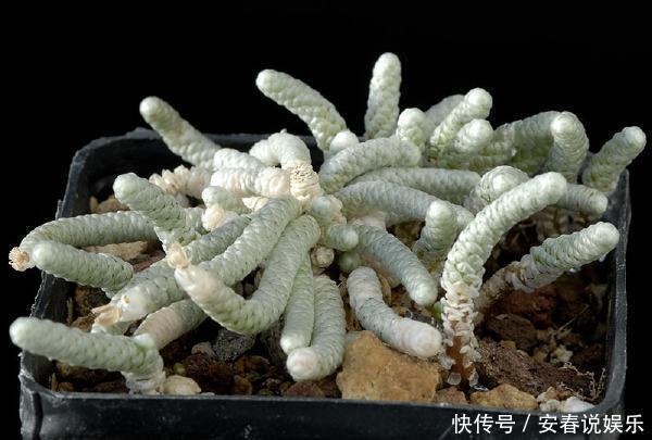 长相如此“吓人”的多肉你敢养吗,开花的样子确实很迷人