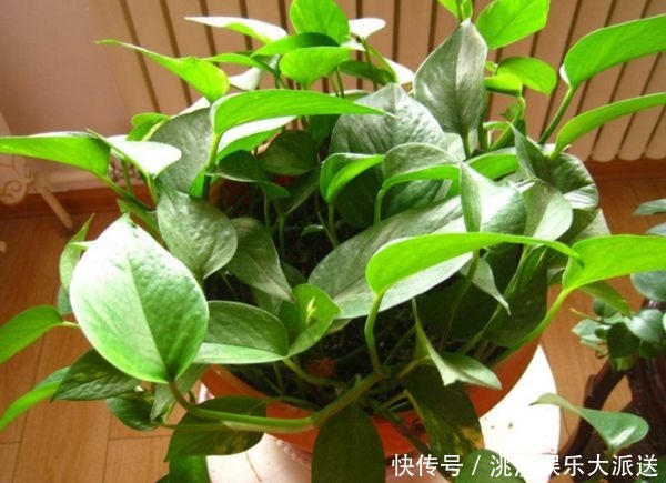 叶子|绿萝一到夏天就发黄抓紧修剪,还能重新长叶子!