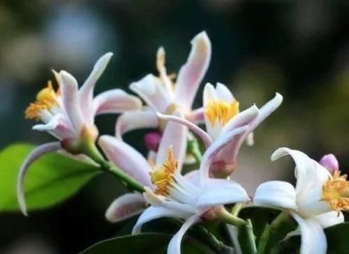 4种香妃花,室内养上一盆,闻之心旷神怡,极富观赏价值