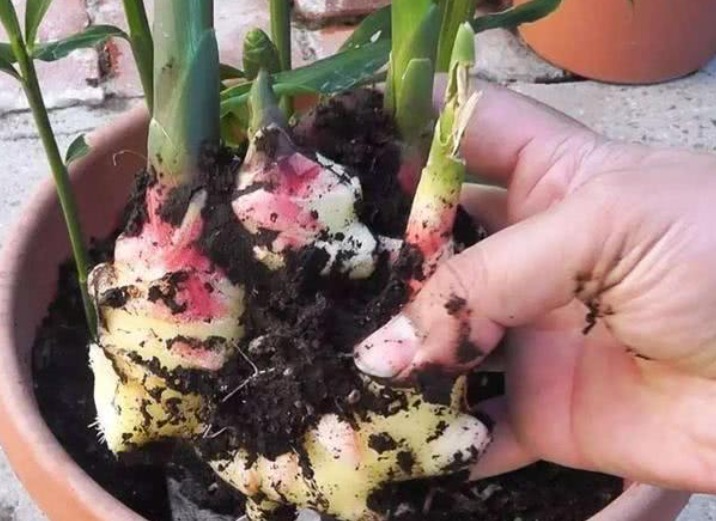 阳台|阳台盆栽生姜,简单4步走,叶绿当花赏,不用再去买,自给自足