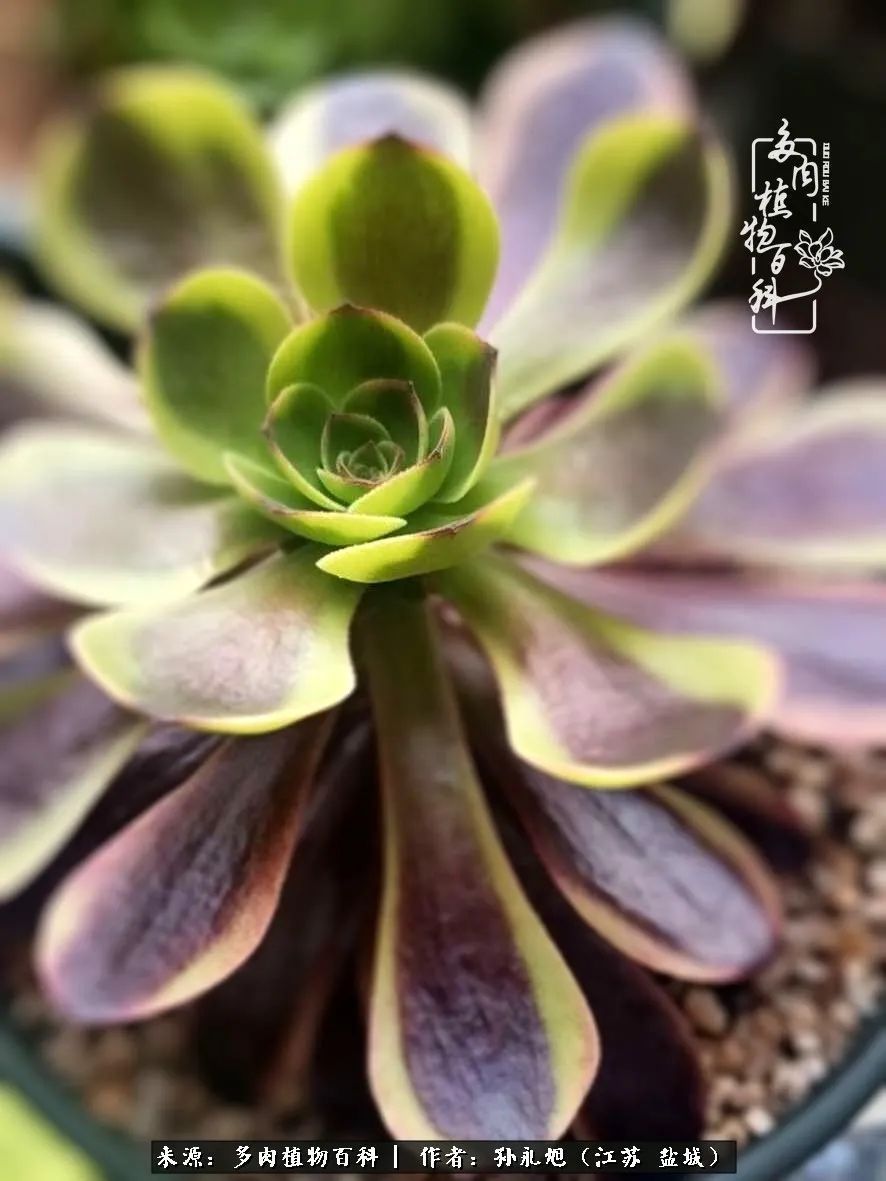 养多肉三年多九万里悟道，终归诗酒田园！