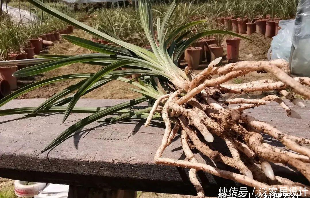 兰花快速生根有诀窍吗？兰友：照这4步操作，30天内就长新根