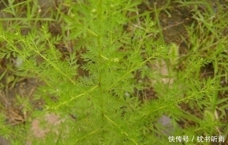 救命草|农村“臭”名远扬的这种野草,瘟疫肆虐时期居然是救命草!