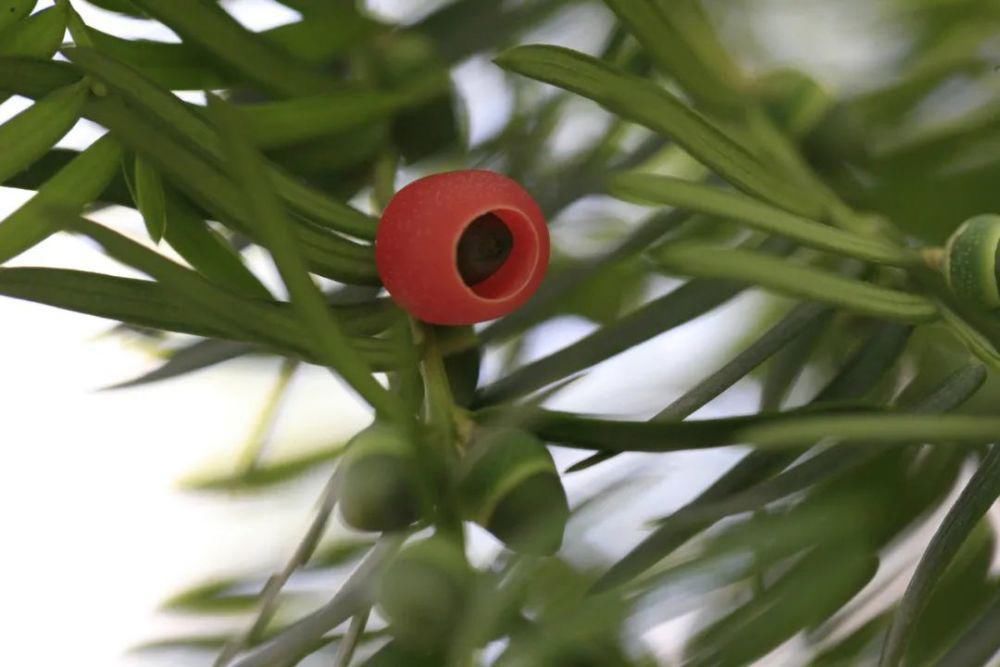  被称作|被称作植物中的大熊猫，却得不到人类的珍惜?