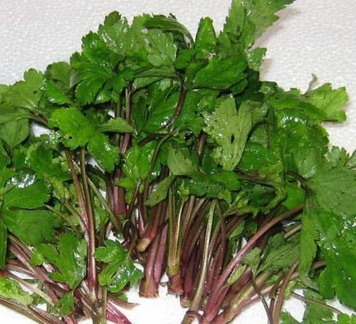 这种野菜长得很像“野菊花”,非常受欢迎,还可以治老风湿