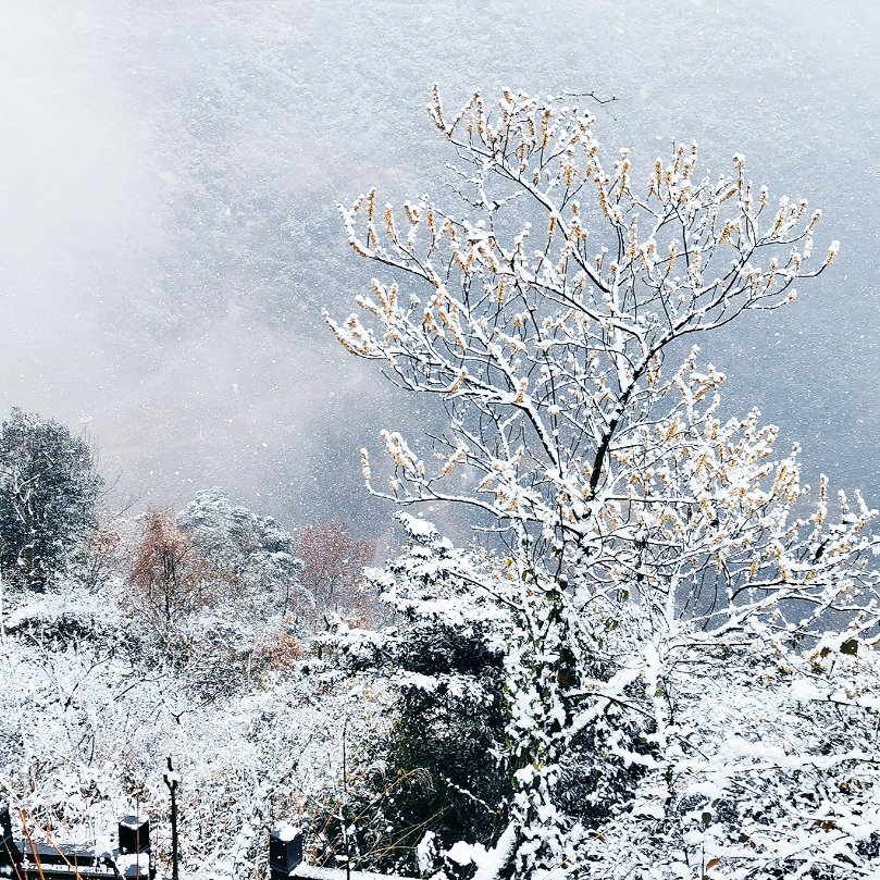 鹿峰山|美美美！2022年的第一场雪，一组照片带你看苍南灵溪雪景！