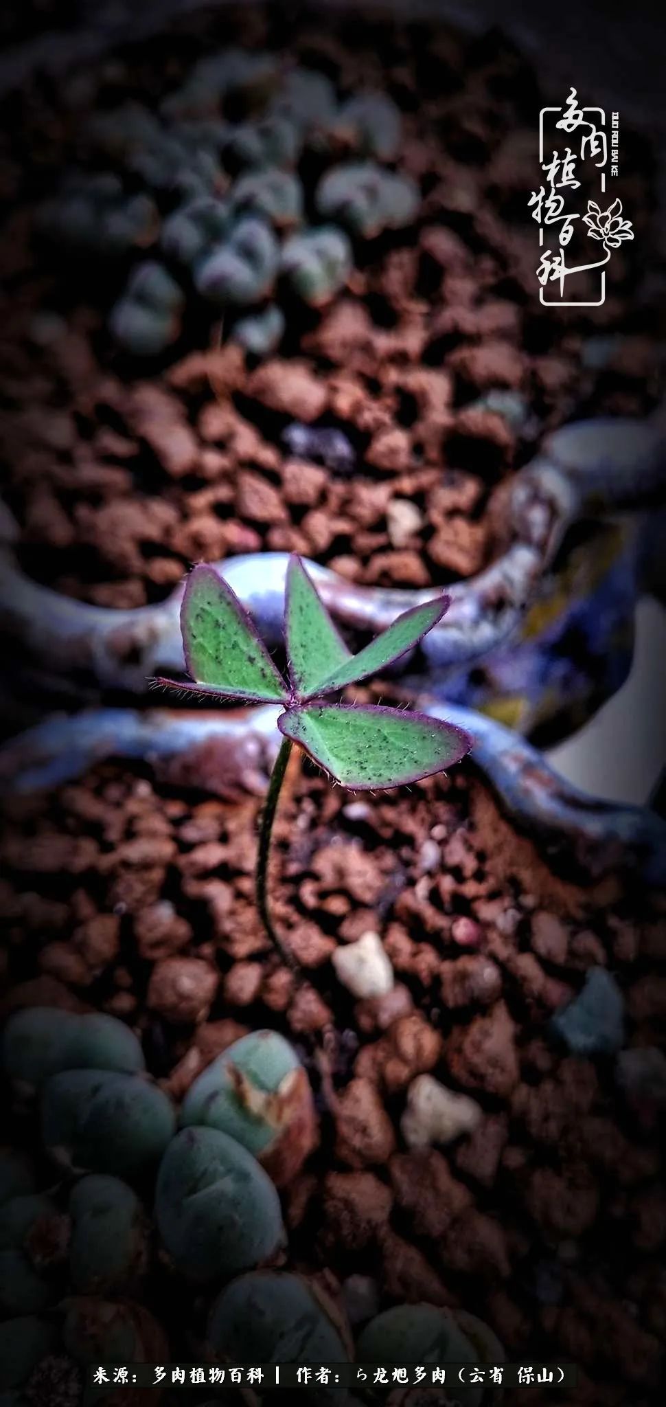 叶片|美了，美了！当秋天的风吹向你我的多肉！