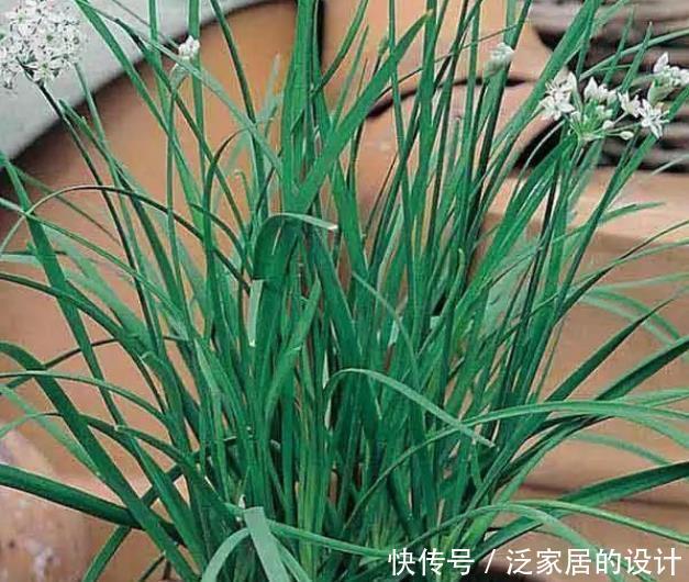 收割|韭菜用这些方法就能不断收割,它还有非常多的好处