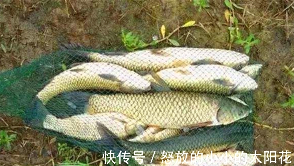 珠珠钓|这种不用饵料的钓法,在黑坑和野钓守大货时,都有不俗表现!