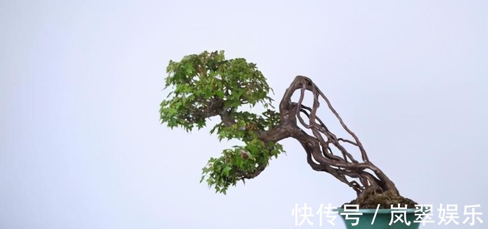 梅花|苏派盆景极具名气,这6种盆景做法精妙、极具自然之感,价值高