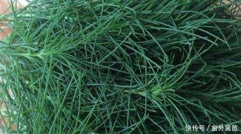 清热解毒|6月常吃这些天然野菜,能降血压、润肠通便、护肝助阳,你吃了吗