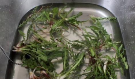 此物|蒲公英加上此物一起冲泡，坚持喝一个月，肝脏变干净，胃也更好了