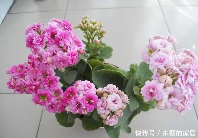 长寿花冬天要“懒养”，适当“虐一虐”，叶肥花又美，天天有花赏