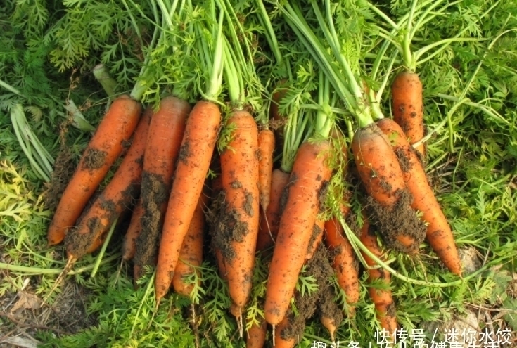 白萝卜|每天吃一根胡萝卜,身体不会差,但切忌与一物同食,现在知道不晚