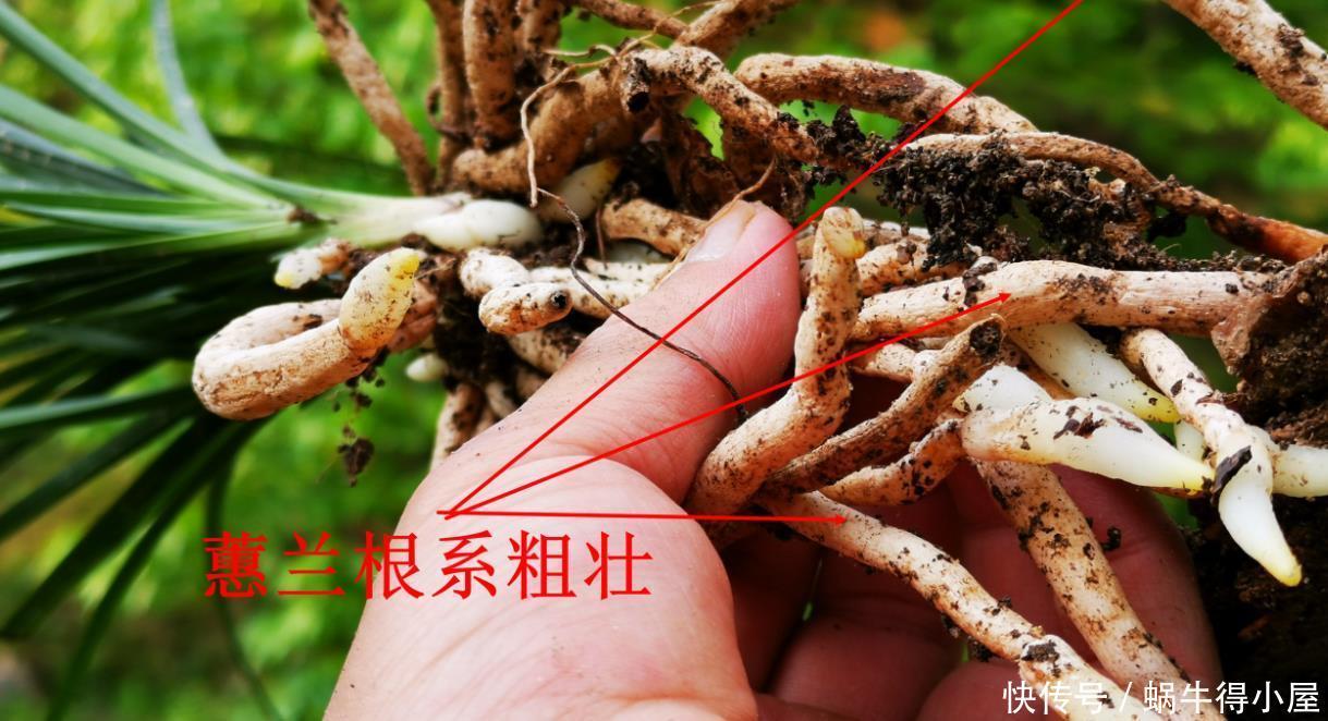 兰花什么时候种植？记住一句话：金4银10就不难了