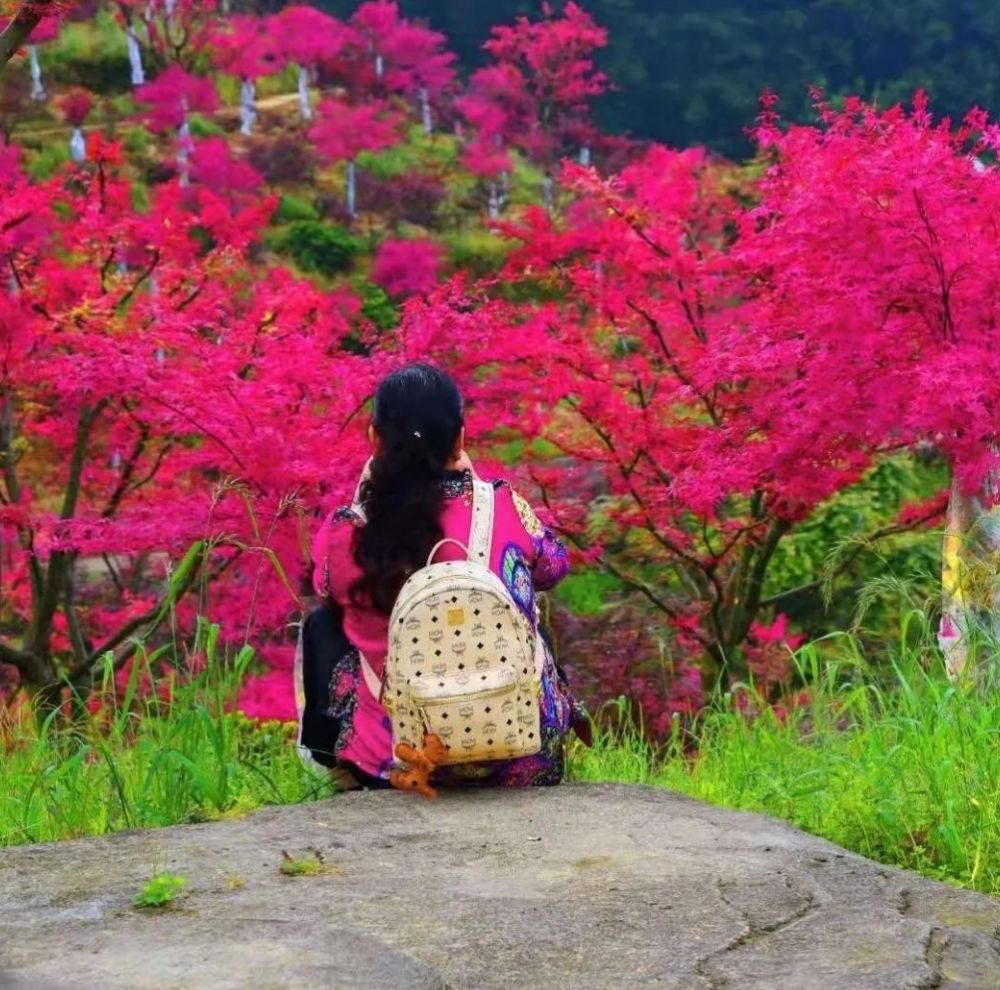 巴南区|端午佳节“粽”香巴南区圣丁镇五洲园，来赏夏季红枫全国独有景观，门票无限量免费送!