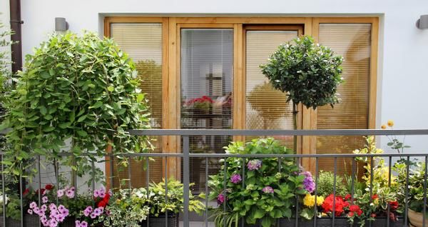 花店老板打死都不愿意说的秘密:养花草怎么防治烂根黄叶