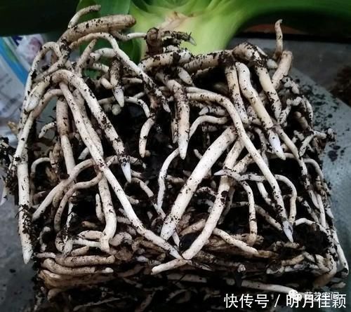 君子兰发财树天竺葵三角梅|这5种懒人方法，养君子兰发财树天竺葵三角梅都行，养花人需知