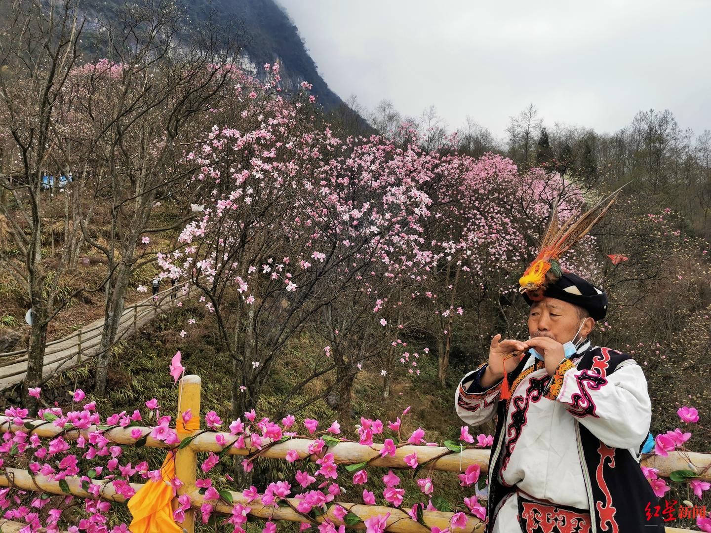 花花花花，漫山遍野开啦！北川辛夷花生态旅游节在九皇山开幕